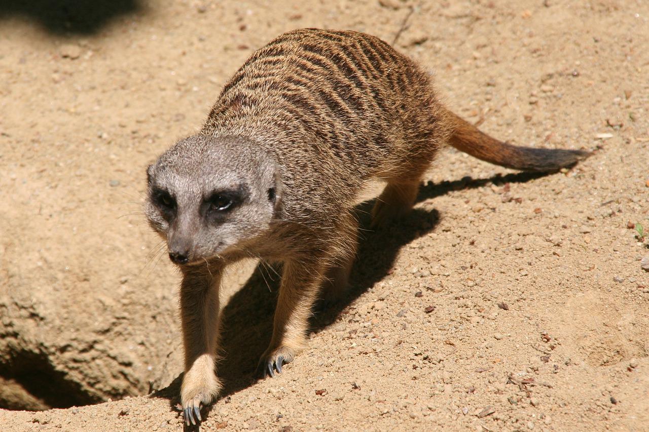 World Meerkat Day 2022 Wildlife Around The World