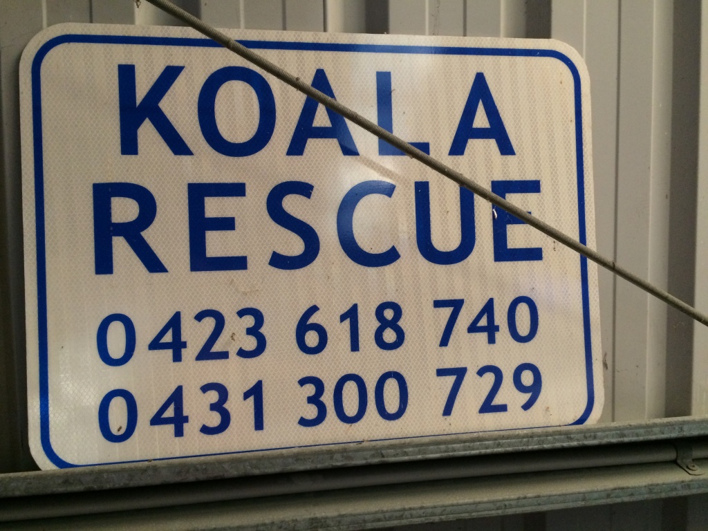 Koala Rescue Queensland