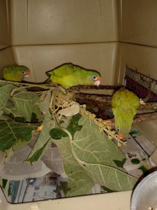Parrot Rescue Center of Costa Rica - Rescued Parrots