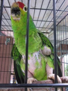 Parrot Rescue Center of Costa Rica - Rescued Parrot
