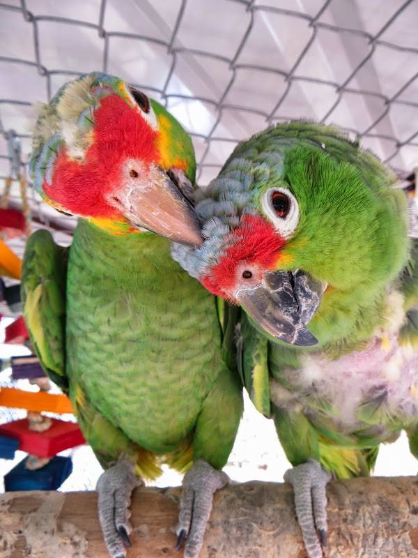 Rescued Parrots - Parrot Rescue Center of Costa Rica - 