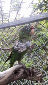 Parrot Rescue Center of Costa Rica 
 - Rescued Parrot