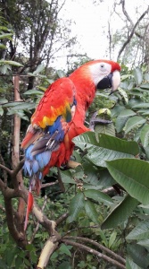 Rescued Scarlet Macaw