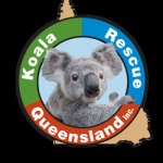 Koala Rescue Queensland