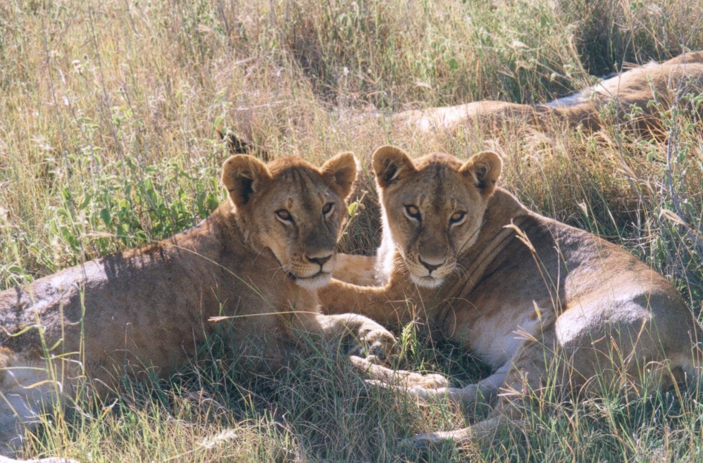 Lion Photo Artwork - African Lions in Serengeti 