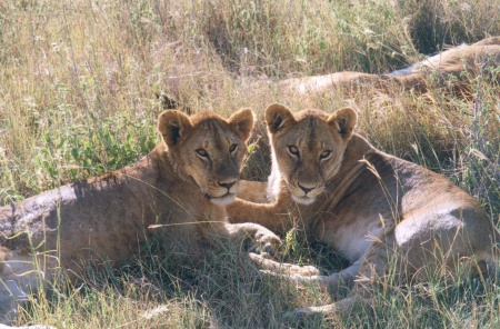 African Lions in Serengeti