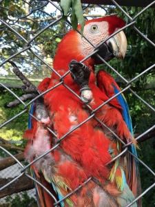 Rescued Scarlet Macaw  - Parrot Rescue Center of Costa Rica - 