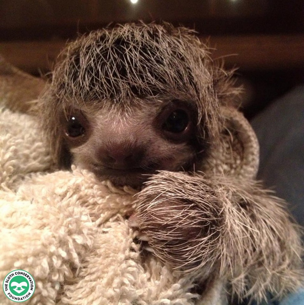 Rescued Baby Two Toed Sloth