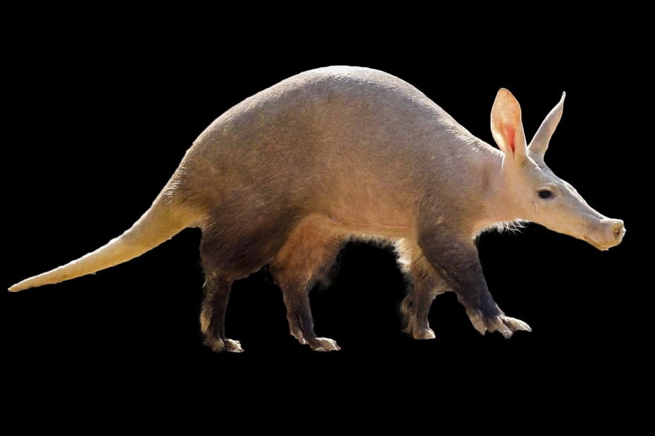 Aardvark