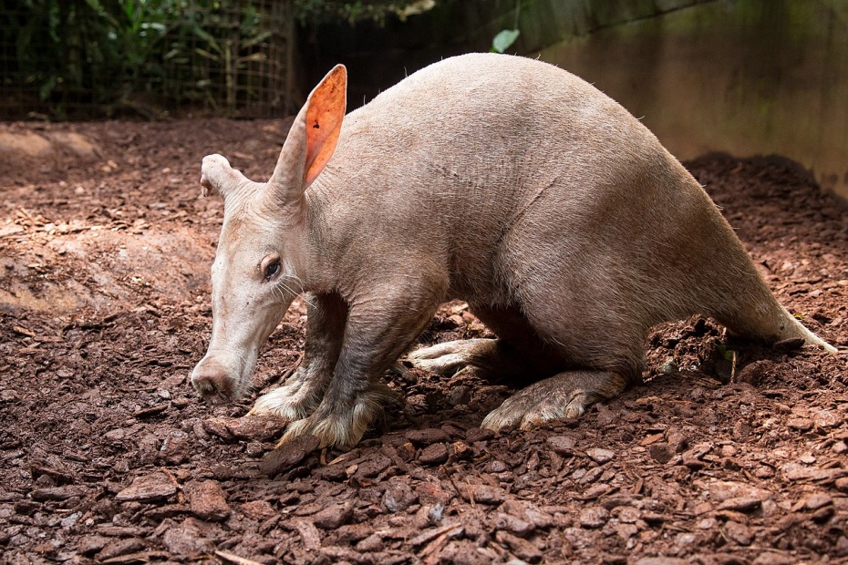 Aardvark (Orycteropus_afer)