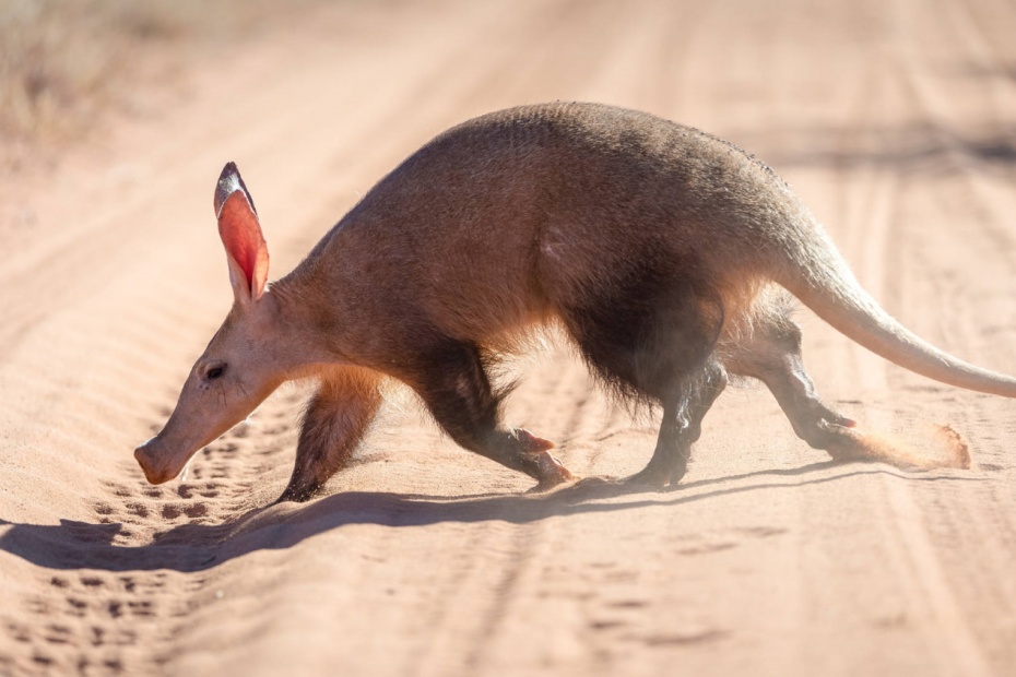 Aardvark