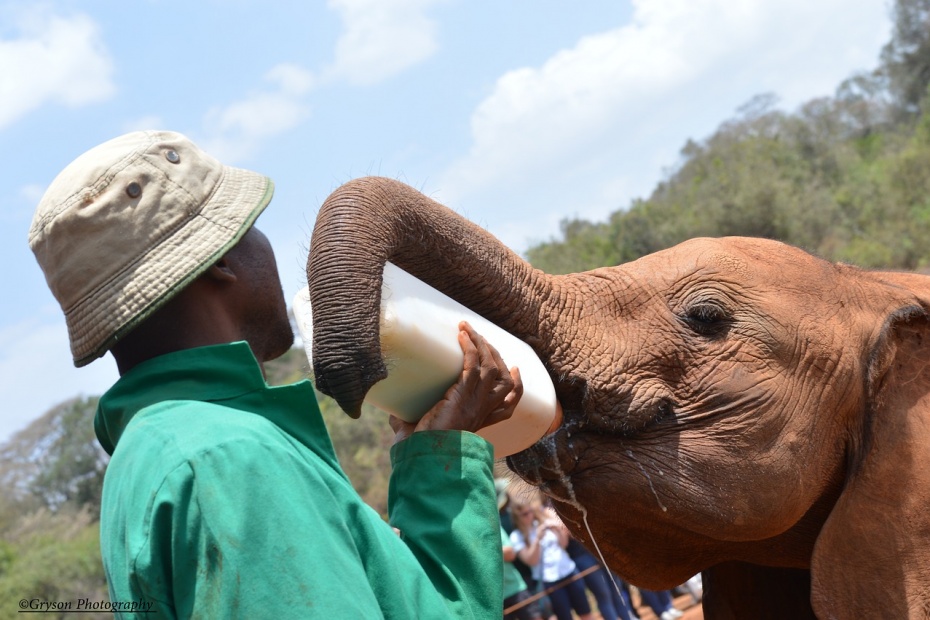 Rescued African Elephant Feeding