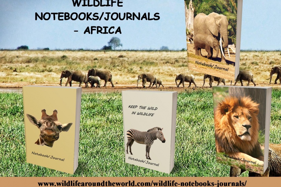 African Wildlife Photo Notebooks