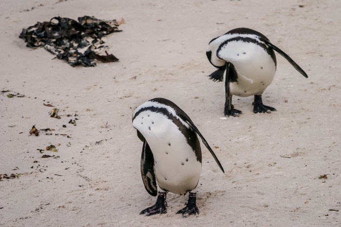 African Black Footed Penguin