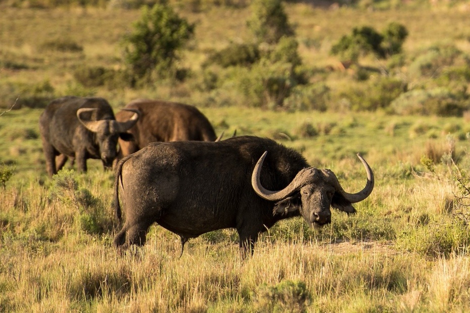 African Buffalo