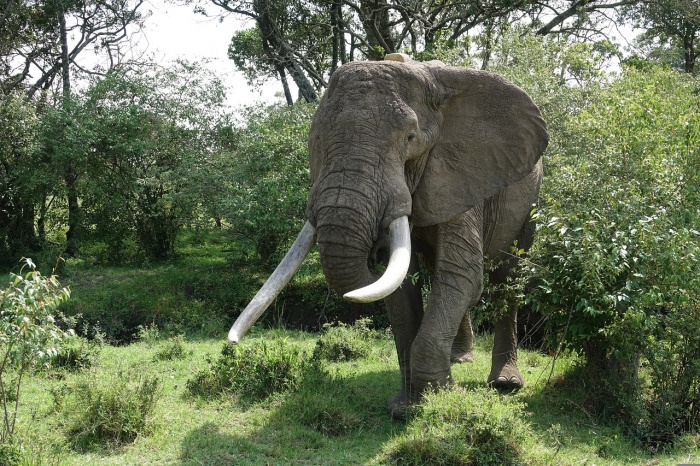 Elephant Appreciation Day - African Elephant