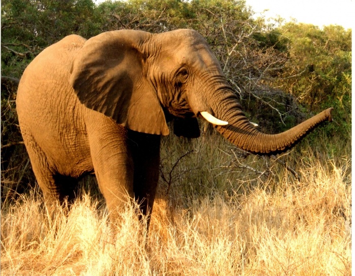 Elephant Appreciation Day - African Elephant