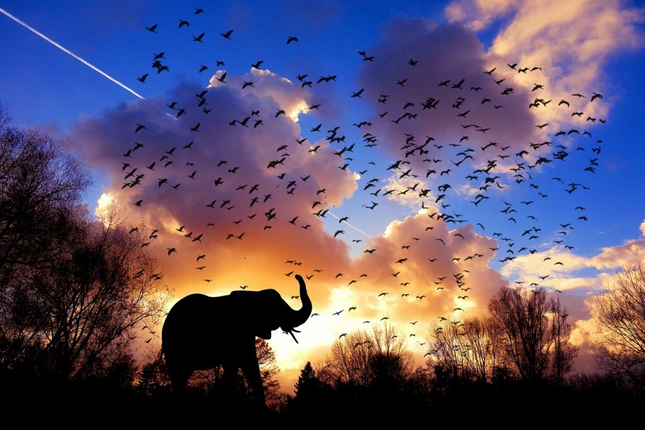 African Elephant in Sunset
