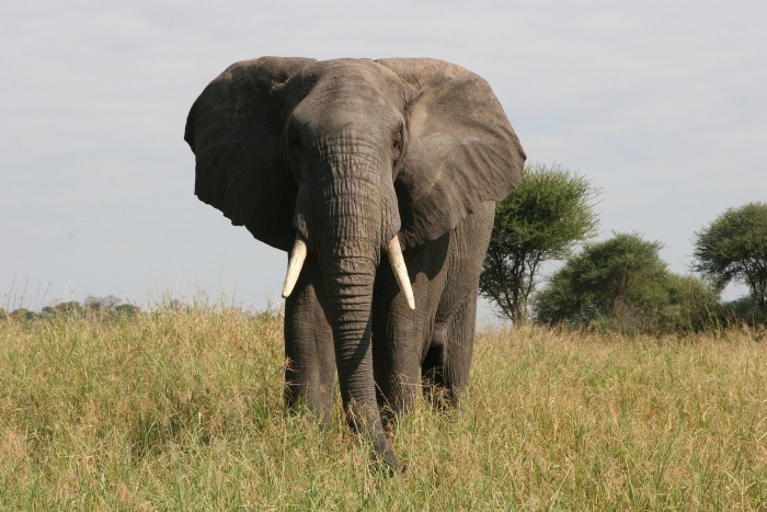 World Elephant Day - African Elephant