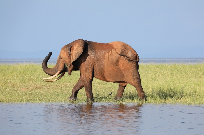 International Animal Rights Day - African Elephant