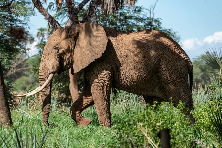 African Elephant