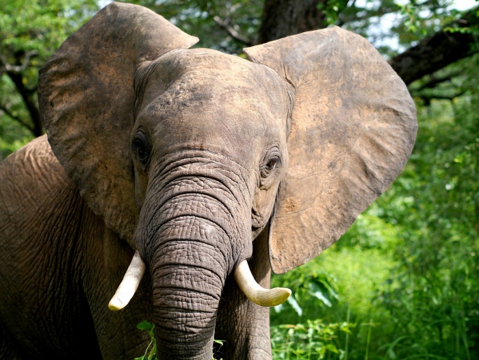 Elephant Appreciation Day - African Elephant