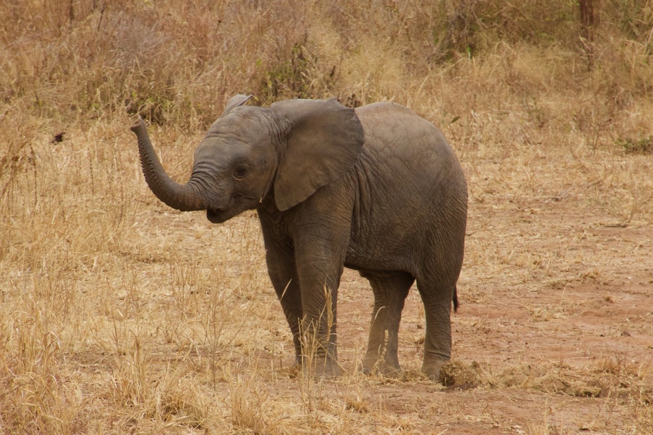 African Elephant baby