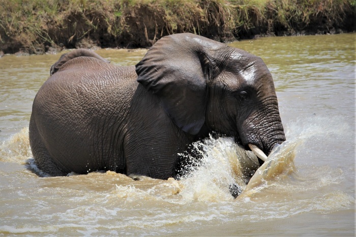 World Water Day 2023 - African Elephant