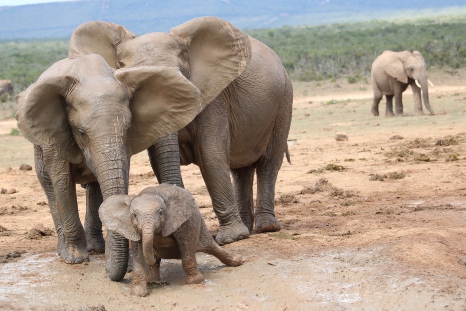 African Elephant south-africa