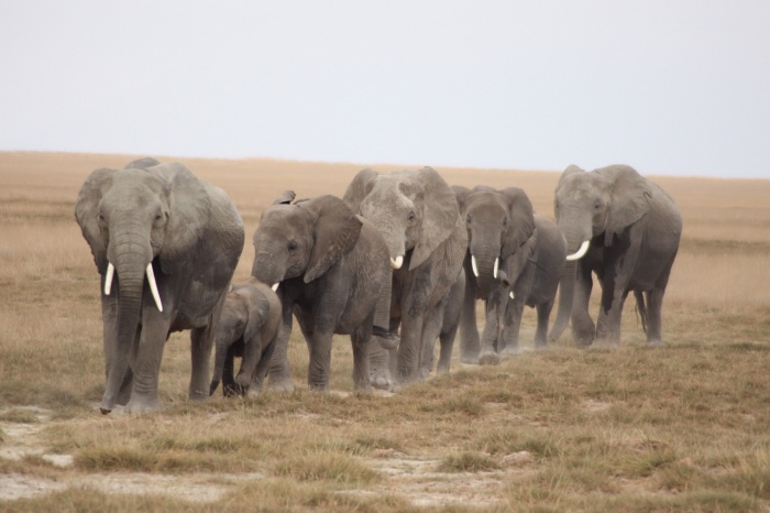 Elephant Appreciation Day - African Elephants