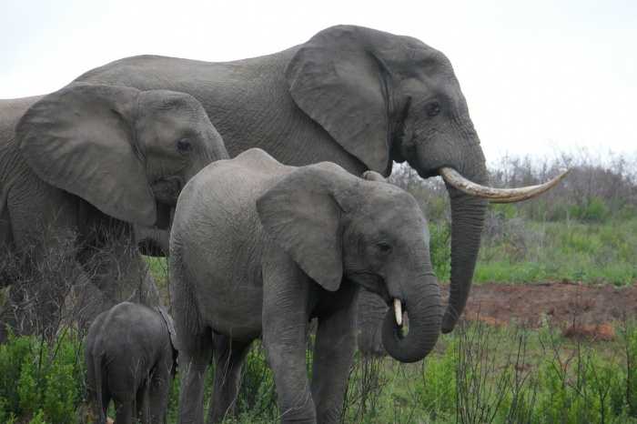 Elephant Appreciation Day - African Elephants