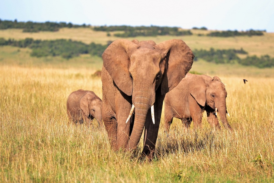 African Elephants