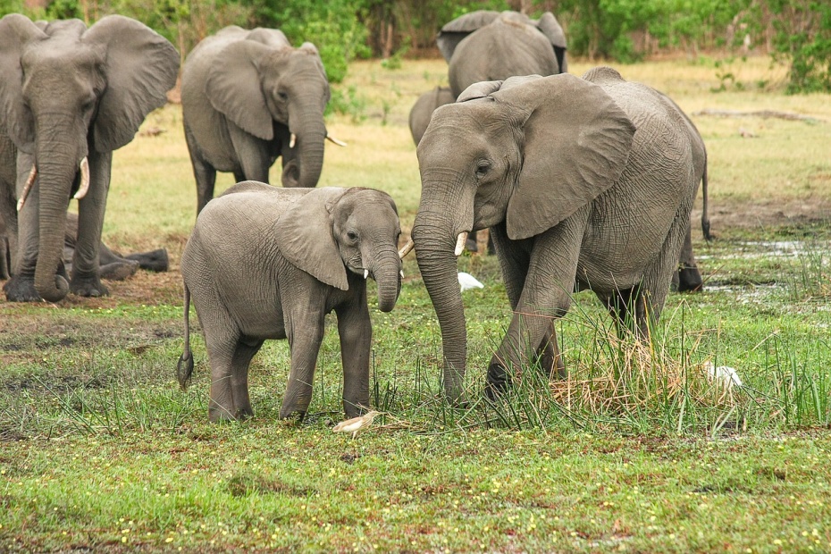 African Elephants