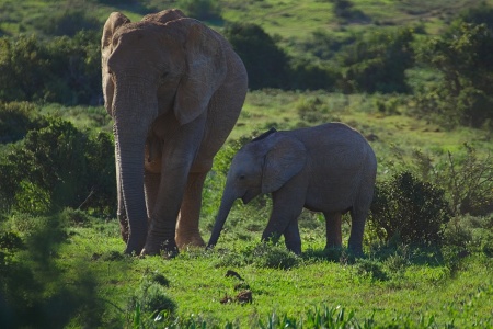 Save the Elephant Day - African Elephants