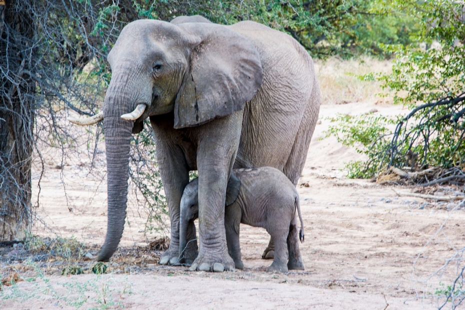 African Elephants