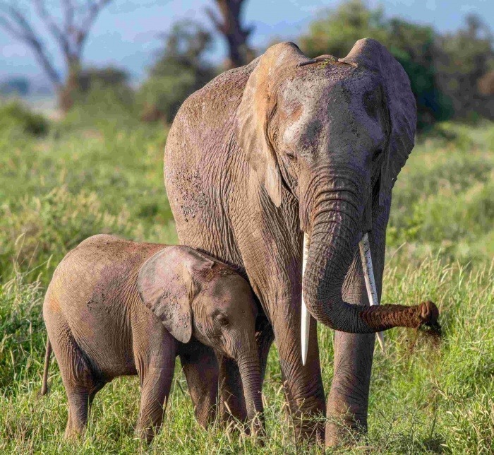 Biodiversity in Wildlife Conservation - African Elephants