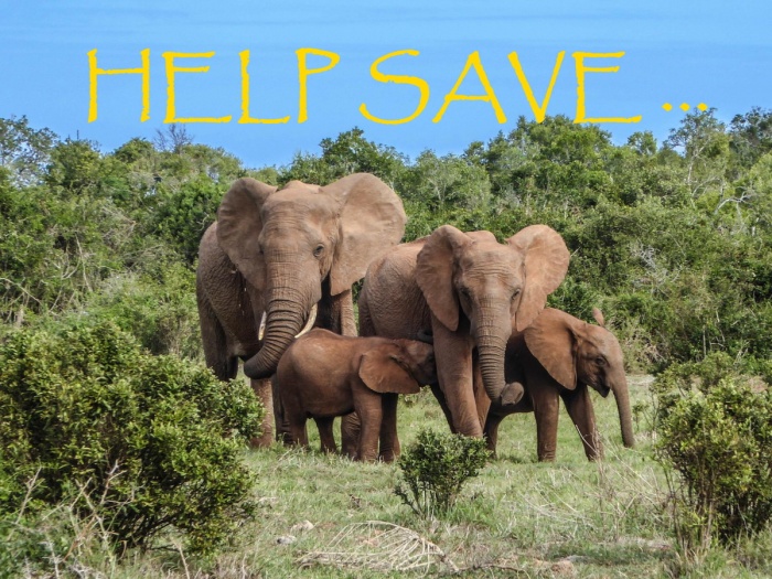 Help Save Wildlife - African Elephants - Help Save...