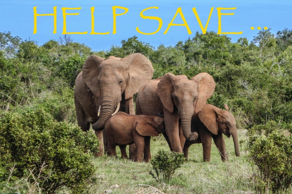 African Elephants - Help Save...