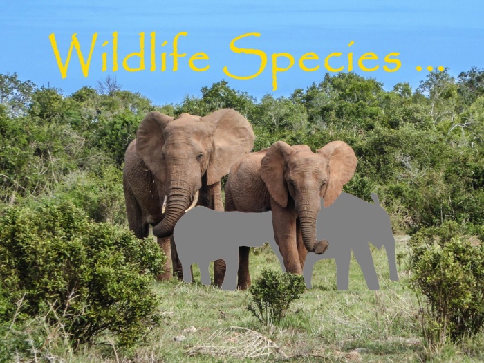 Help Save Wildlife - African Elephants - Wildlife Species