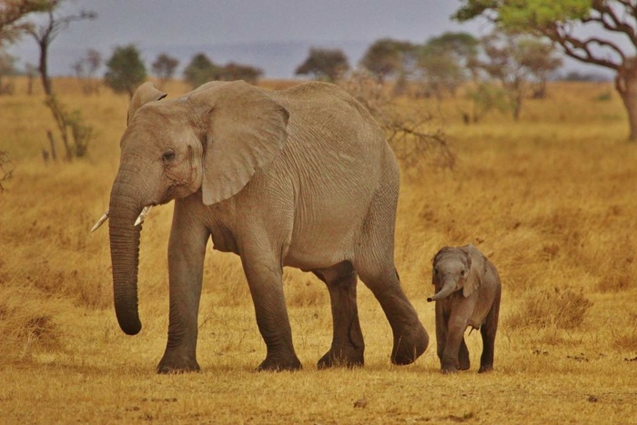 World Elephant Day - African Elephants 