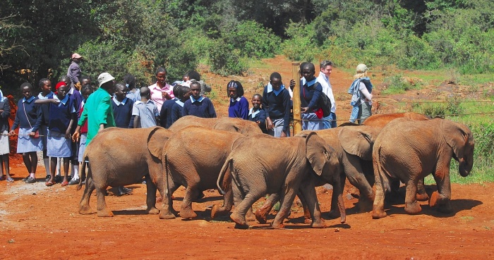 World Ranger Day - Rescued African Elephants