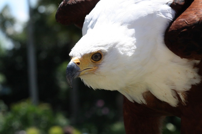 Save the Eagle Day - African Fish Eagle 