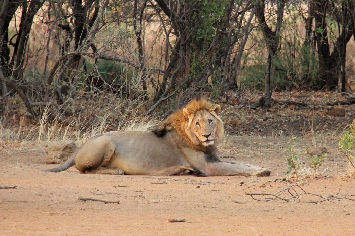 World Lion Day  - African Lion
