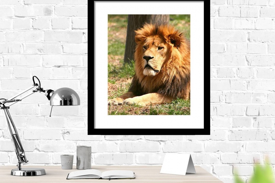 Male Lion Framed Print