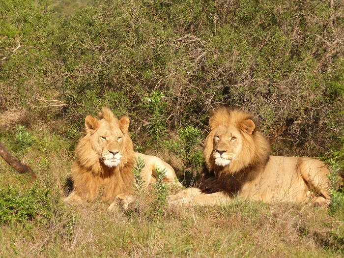 World Lion Day - African Lions