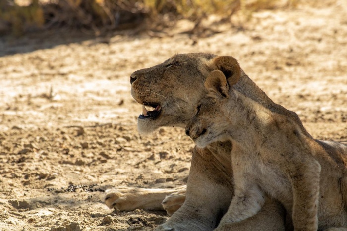 World Lion Day - African Lions