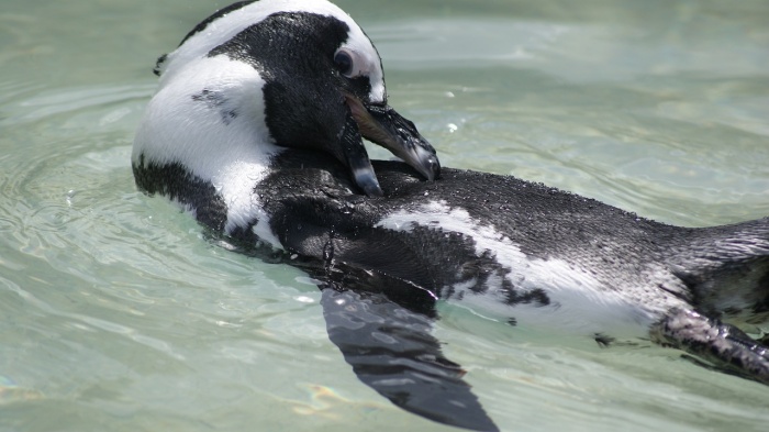 African Penguin Awareness Day - African Penguin