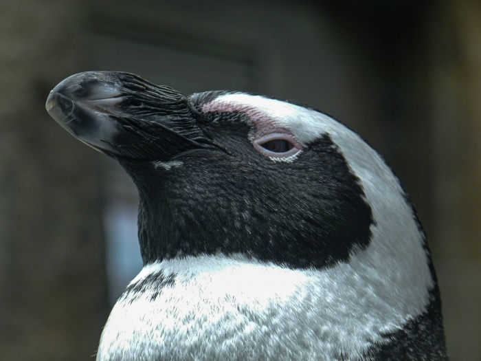 African Penguin Awareness Day - African Penguin