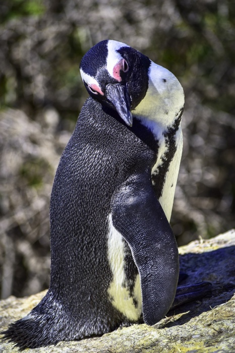 African Penguin Awareness Day - African Penguin