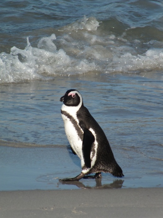 African Penguin